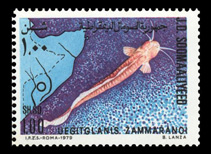 Image of Uegitglanis zammaranoi 