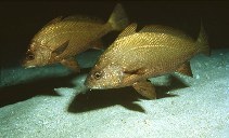 Image of Umbrina canariensis (Canary drum)