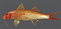 Image of Upeneus dimipavlov (Pavlov’s goatfish)