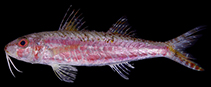 Image of Upeneus elongatus (Elongate goatfish)