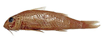 Image of Upeneus gubal (Gubal goatfish)