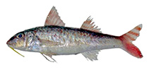 Image of Upeneus japonicus (Japanese goatfish)