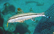 Image of Upeneus oligospilus (Short-fin goatfish)