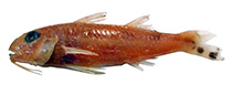 Image of Upeneus spottocaudalis (Tailspot goatfish)