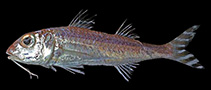 Image of Upeneus stenopsis (Narrow-tail goatfish)