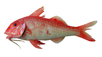 Image of Upeneichthys stotti (Stott\