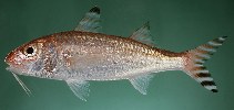 Image of Upeneus subvittatus (Deep-water goatfish)