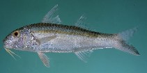 Image of Upeneus sundaicus (Ochrebanded goatfish)