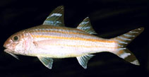 Image of Upeneus vittatus (Yellowstriped goatfish)