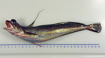 Image of Urophycis chuss (Red hake)