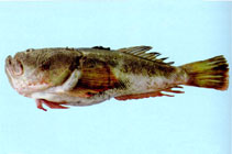Image of Uranoscopus marisrubri 