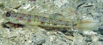 Image of Vanderhorstia dawnarnallae (Dawn’s shrimpgoby)