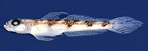 Image of Vanderhorstia vandersteene (Electric shrimpgoby)