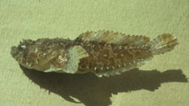 Image of Vladichthys gloverensis 