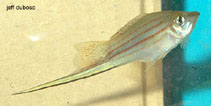 Image of Xiphophorus mayae 