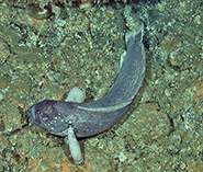 Image of Zaprora silenus (Prowfish)