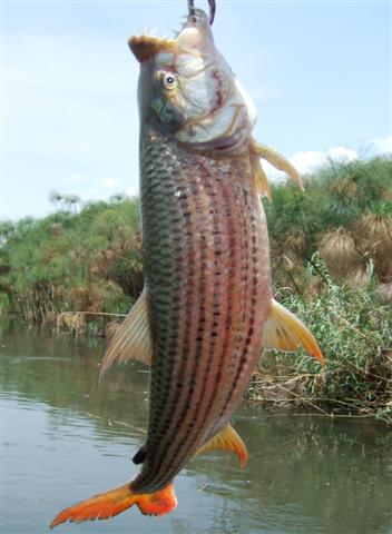 ../tools/UploadPhoto/uploads/Tigerfish_Okavango.jpg